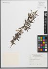 Foto von Salix purpurea L.